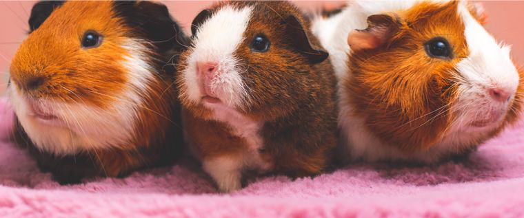 A group of hamsters
