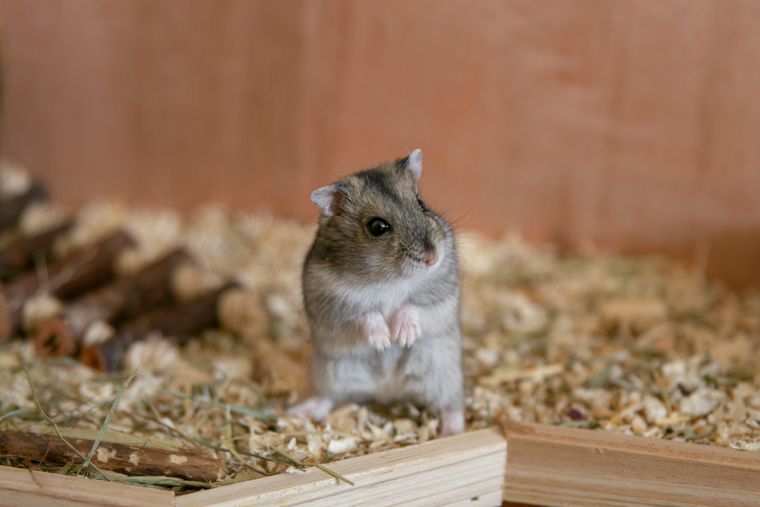 A close-up photo of a hamster