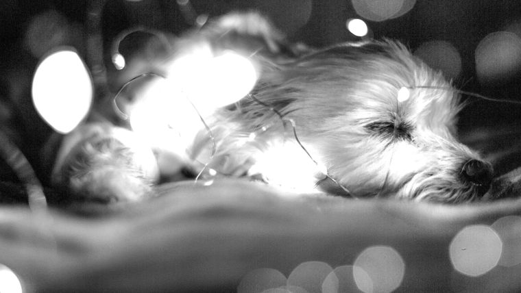 A dog sleeping in fairy lights