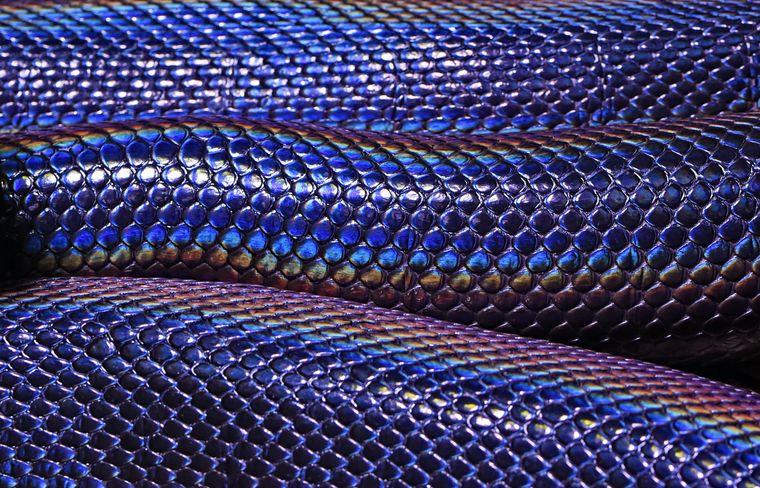 Close-up photo of 3 snake bodies (or 3 parts of the same snake body) stacked on top of each other.